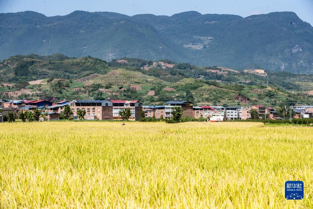 新云顶红包城代理
